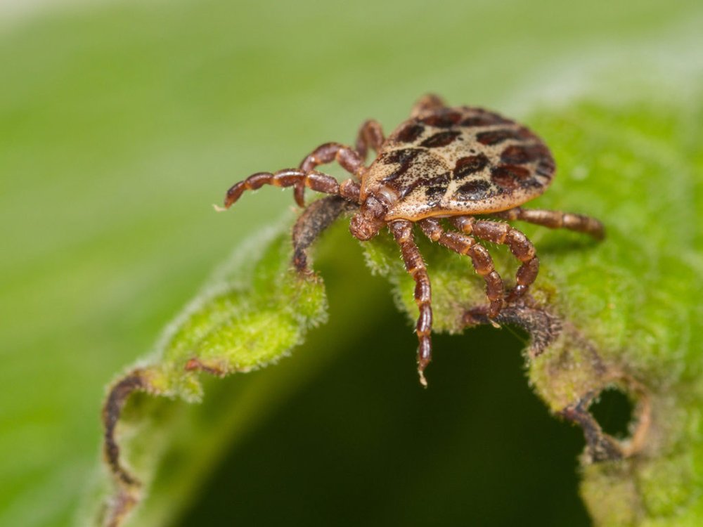 Dermacentor reticulatus — кліщ лучний (розмальований кліщ)