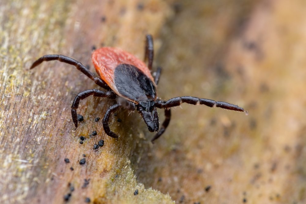 Ixodes ricinus — кліщ собачий (лісовий кліщ)