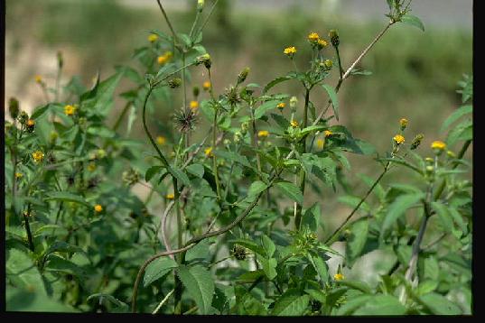 Череда волосиста (Bidens pilosa) — роль у лікуванні й запобіганні бореліозу: оновлений огляд (2023–2025)