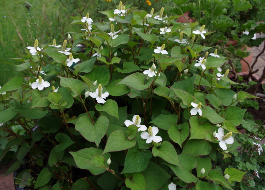 Хауттюйнія серцелиста (Houttuynia cordata)