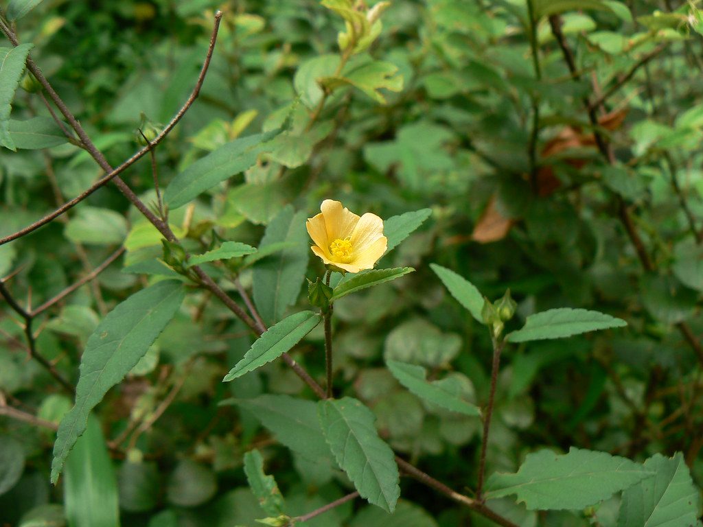 Сида (Sida Acuta)